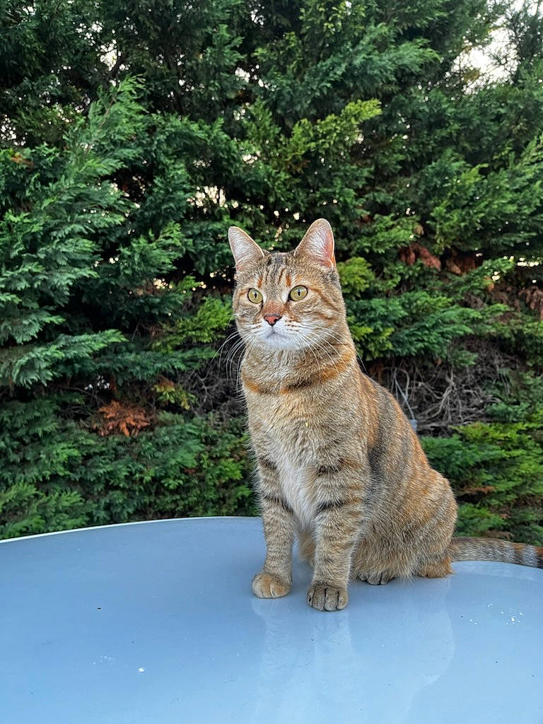 Delice a rejoint le concours — aidez-le/la à gagner de superbes lots ! carnivore, cat, domestic_short_haired_cat, fawn, felidae, fur, grass, plant, road_surface, shrub, small_to_medium_sized_cats, snout, tail, terrestrial_animal, tree, trunk, whiskers, window, wood, woody_plant