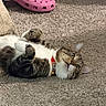 Sushi is registered to the contest to win money with this photo: animal, carpet, cat, closeup, collar, cozy, curious, domestic_animal, feline, footwear, household, indoor, lying_down, paws, pet, pink_croc, playful, soft_texture, tabby_cat, wide_eyes