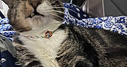 Sushi joined the competition — help win amazing prizes! animal, blanket, cat, chair, close_up, collar, cute, domestic_animal, eyes, funny_face, fur, furniture, indoor, lying_down, patterned_blanket, pet, portrait, relaxed, tabby, whiskers