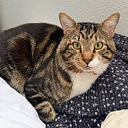 Sushi joined the competition — help win amazing prizes! animal, blanket, cat, closeup, comfortable, cozy, cute, domestic_cat, feline, fur, green_eyes, indoor, looking_at_camera, pet, relaxed, resting, soft_lighting, striped, tabby_cat, whiskers