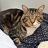 animal, blanket, cat, closeup, comfortable, cozy, cute, domestic_cat, feline, fur, green_eyes, indoor, looking_at_camera, pet, relaxed, resting, soft_lighting, striped, tabby_cat, whiskers