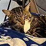 Sushi joined the competition — help win amazing prizes! animal, blanket, cat, closeup, comfort, cozy, cute, domestic, ears, feline, fur, indoor, mammal, paw, pet, relaxing, resting, sleepy, tabby, whiskers