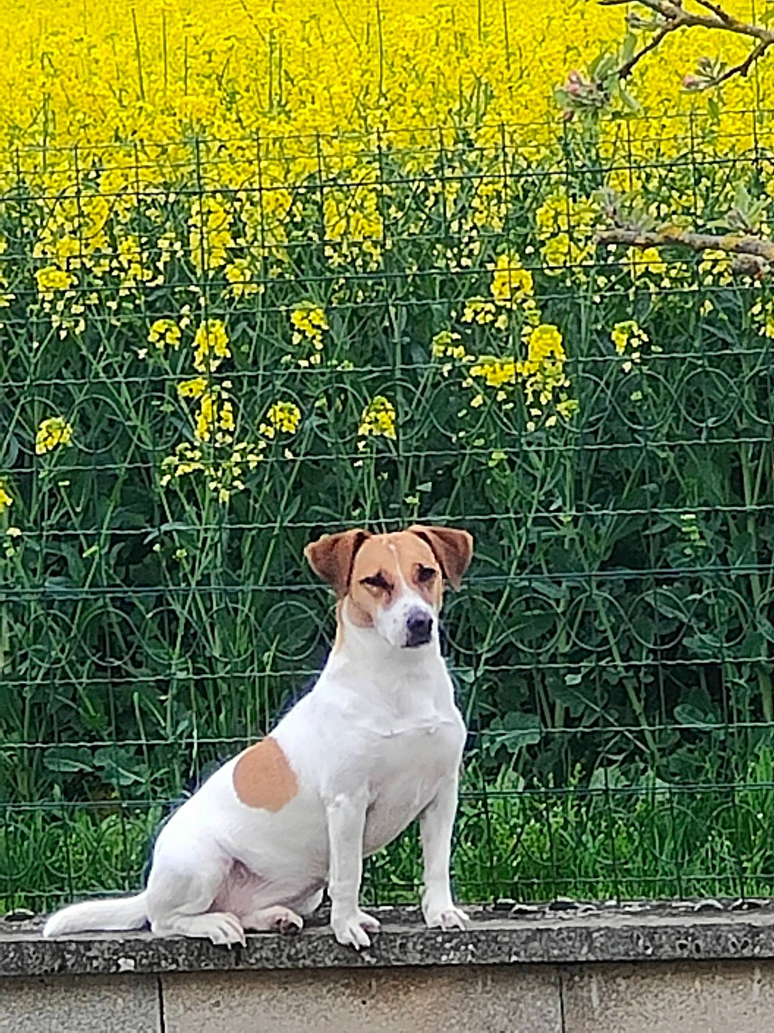 Coxie