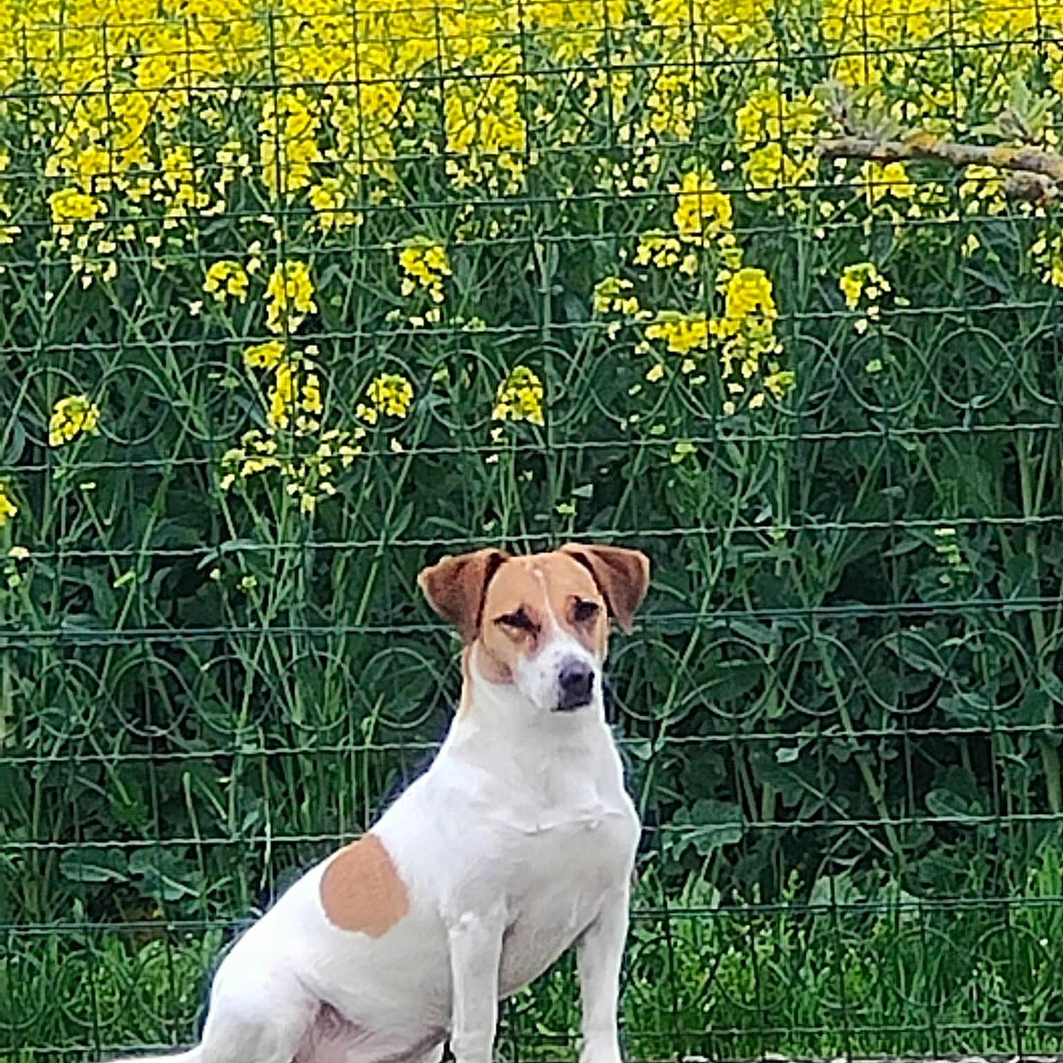 Coxie