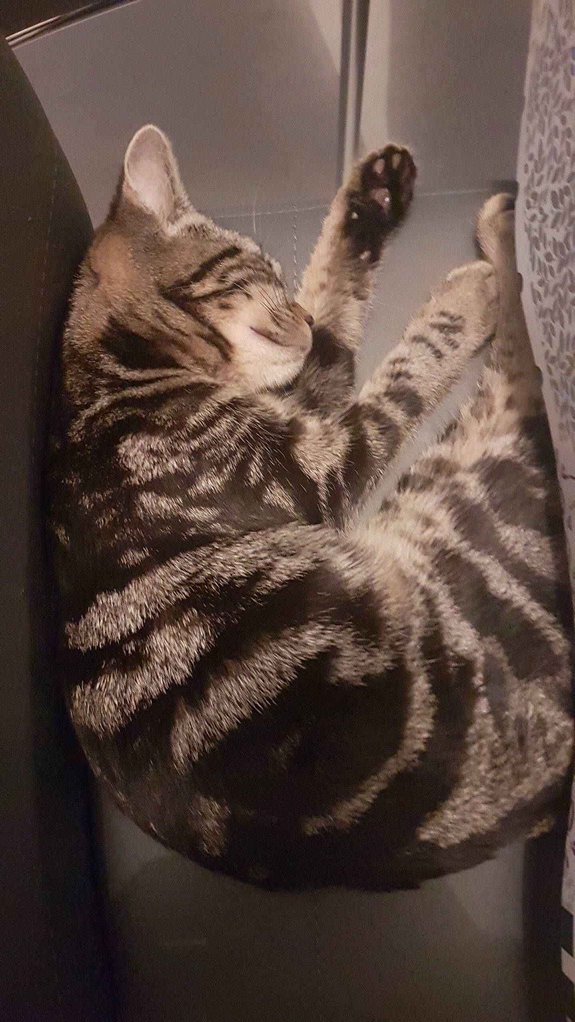 Lexa a rejoint le concours — aidez-le/la à gagner de superbes lots ! american_shorthair, asian, california_spangled, carnivore, cat, chausie, domestic_short_haired_cat, dragon_li, egyptian_mau, european_shorthair, felidae, fur, kitten, mammal, ocicat, small_to_medium_sized_cats, sokoke, tabby_cat, tail, whiskers