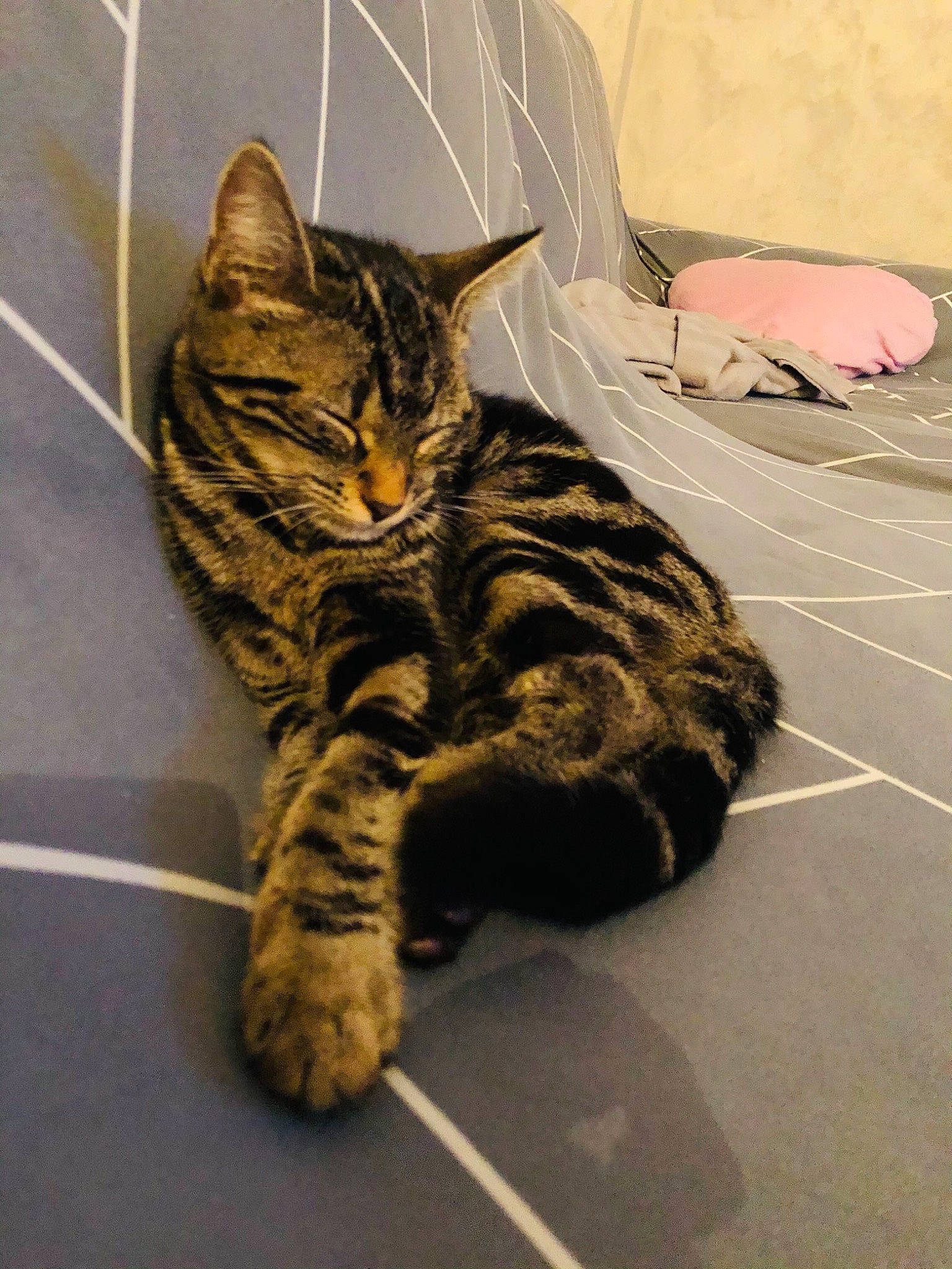 Lexa a rejoint le concours — aidez-le/la à gagner de superbes lots ! american_shorthair, asian, bengal, california_spangled, carnivore, cat, domestic_short_haired_cat, dragon_li, egyptian_mau, european_shorthair, felidae, kitten, mammal, ocicat, small_to_medium_sized_cats, tabby_cat, toyger, vertebrate, whiskers, wild_cat