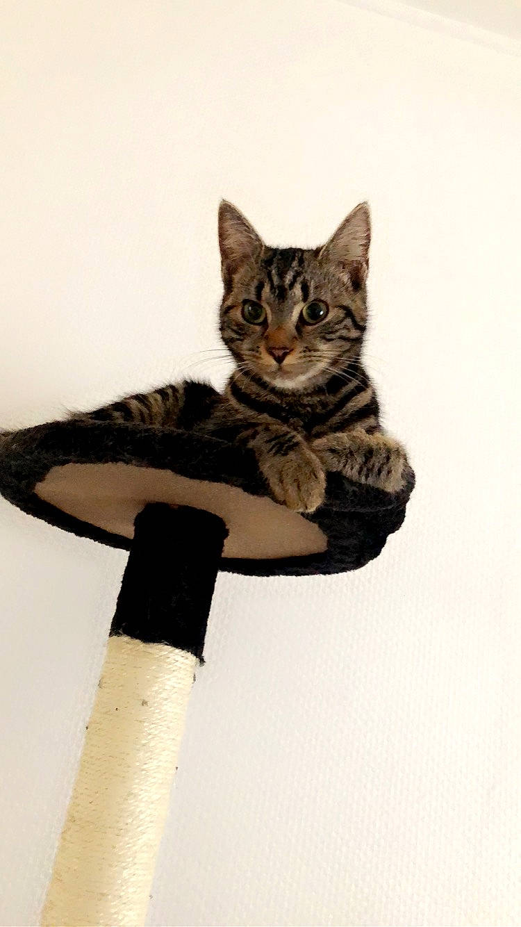 Lexa a rejoint le concours — aidez-le/la à gagner de superbes lots ! american_shorthair, american_wirehair, asian, carnivore, cat, domestic_short_haired_cat, dragon_li, european_shorthair, felidae, fur, kitten, paw, small_to_medium_sized_cats, tabby_cat, tail, whiskers