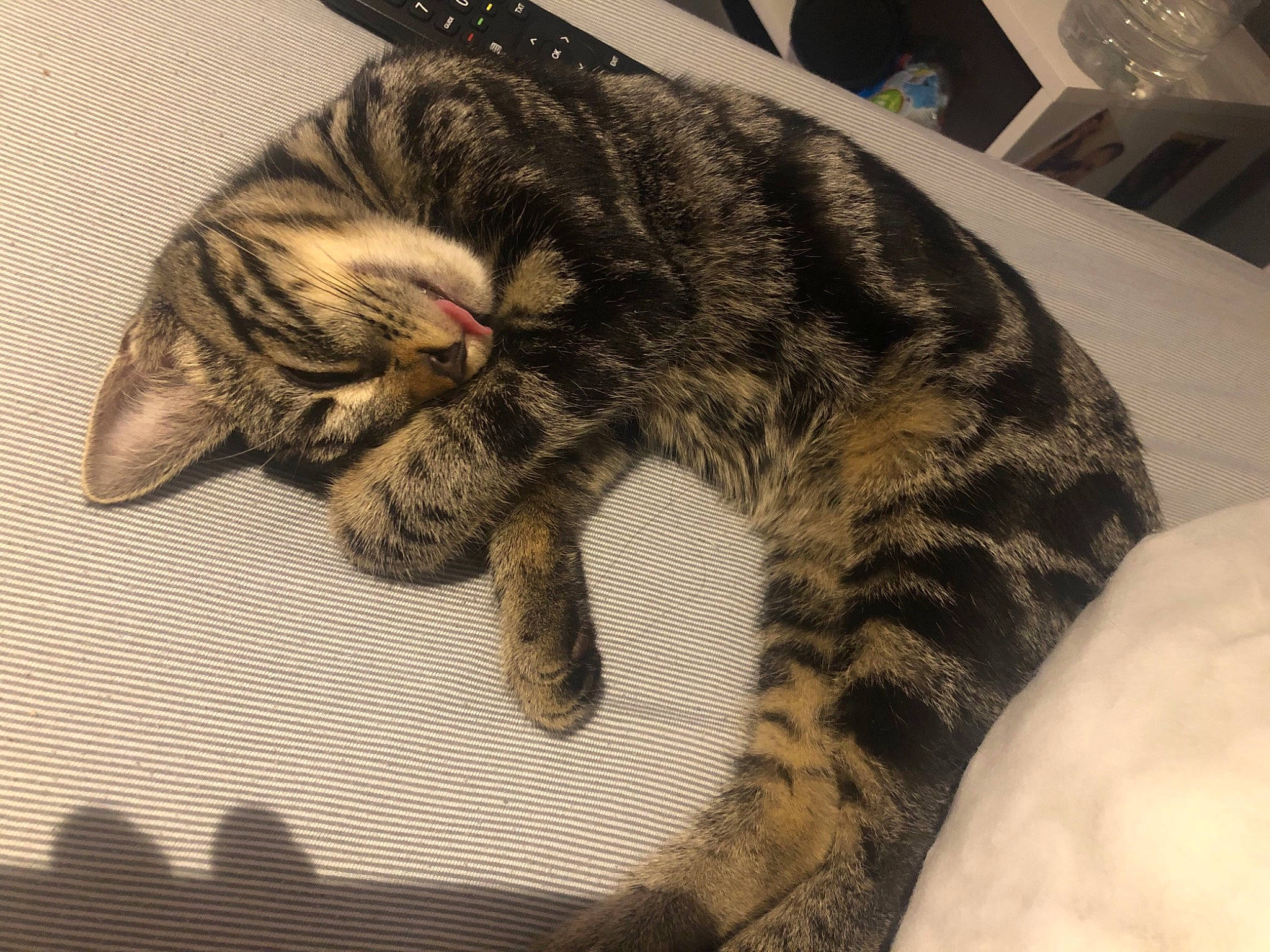 Lexa participe au concours pour gagner de l'argent avec cette photo : american_shorthair, asian, bengal, california_spangled, carnivore, cat, claw, domestic_short_haired_cat, dragon_li, ear, european_shorthair, felidae, fur, kitten, mammal, nap, sleep, small_to_medium_sized_cats, tabby_cat, whiskers