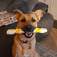 Precio is registered to the contest to win money with this photo: dog, indoor, couch, blanket, pillow, carpet, toy, pet, canine, collar, chew_toy, happy, sitting, floor, fur, ears, mouth, teeth, home, living_room