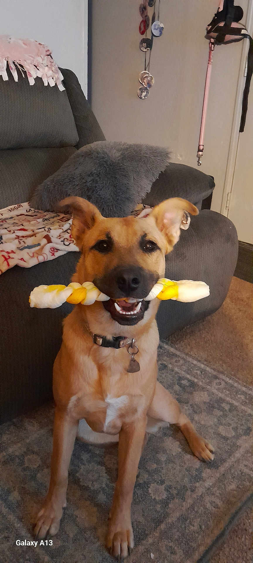 Precio is registered to the contest to win money with this photo: dog, indoor, couch, blanket, pillow, carpet, toy, pet, canine, collar, chew_toy, happy, sitting, floor, fur, ears, mouth, teeth, home, living_room