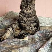 Bailey joined the competition — help win amazing prizes! animal, bed, blanket, cat, comfort, cozy, cute, domestic, eyes, feline, fur, indoor, pet, pink_wall, portrait, relaxed, resting, sitting, striped, tabby