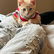 Dakota is registered to the contest to win money with this photo: kitten, cat, pet, clothing, red_outfit, gold_chain, jeans, ripped_jeans, human_leg, indoor, cute, feline, animal, resting, looking_at_camera, young_animal, soft_light, casual, cozy, domestic