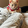 kitten, cat, pet, clothing, red_outfit, gold_chain, jeans, ripped_jeans, human_leg, indoor, cute, feline, animal, resting, looking_at_camera, young_animal, soft_light, casual, cozy, domestic