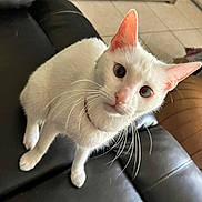 Snowwhite joined the competition — help win amazing prizes! animal, cat, closeup, collar, curious, cute, domestic, ears, feline, floor_tiles, fur, household, indoor, leather_couch, looking_up, mammal, pet, sitting, whiskers, white_cat