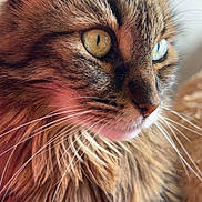 Ficelle participe au concours pour gagner de l'argent avec cette photo : cat, tabby, close_up, portrait, heterochromia, green_eye, blue_eye, whiskers, fur, fluffy, pet, animal, face, domestic_cat, looking_away, soft_light, indoor, cute, mammal, feline
