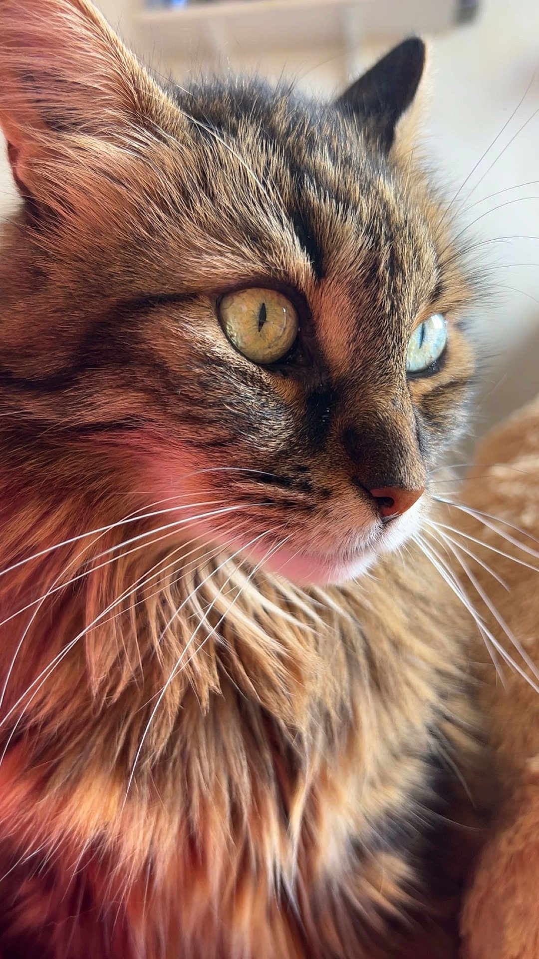 Ficelle participe au concours pour gagner de l'argent avec cette photo : cat, tabby, close_up, portrait, heterochromia, green_eye, blue_eye, whiskers, fur, fluffy, pet, animal, face, domestic_cat, looking_away, soft_light, indoor, cute, mammal, feline