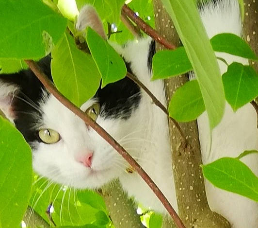 Rangot a rejoint le concours — aidez-le/la à gagner de superbes lots ! botany, branch, carnivore, cat, domestic_short_haired_cat, felidae, flowering_plant, fur, grass, green, leaf, plant, plant_stem, small_to_medium_sized_cats, terrestrial_plant, tree, twig, whiskers, woody_plant