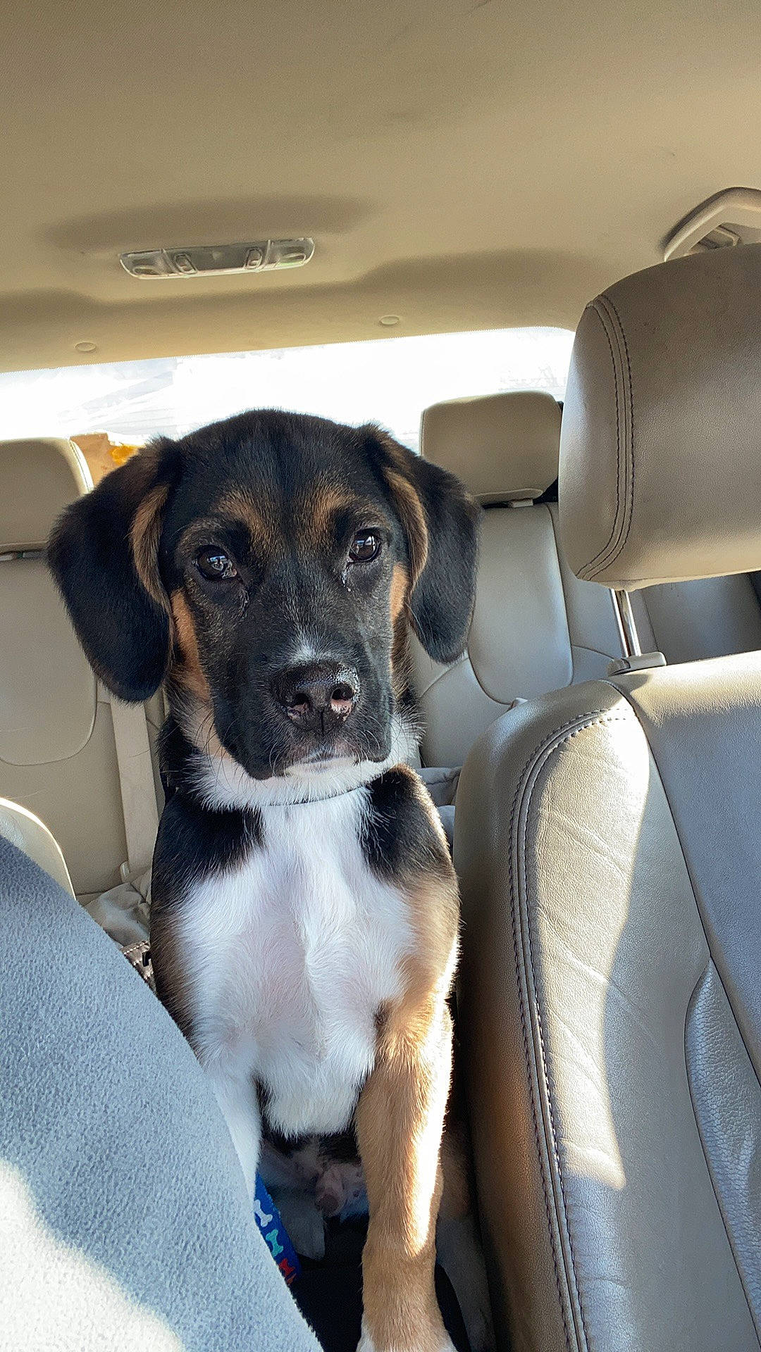 Kato joined the competition — help win amazing prizes! beaglier, canidae, car_seat, car_seat_cover, carnivore, collar, companion_dog, dog, dog_breed, head_restraint, hound, snout, sporting_group, terrier, vehicle_door, whiskers, working_animal, working_dog