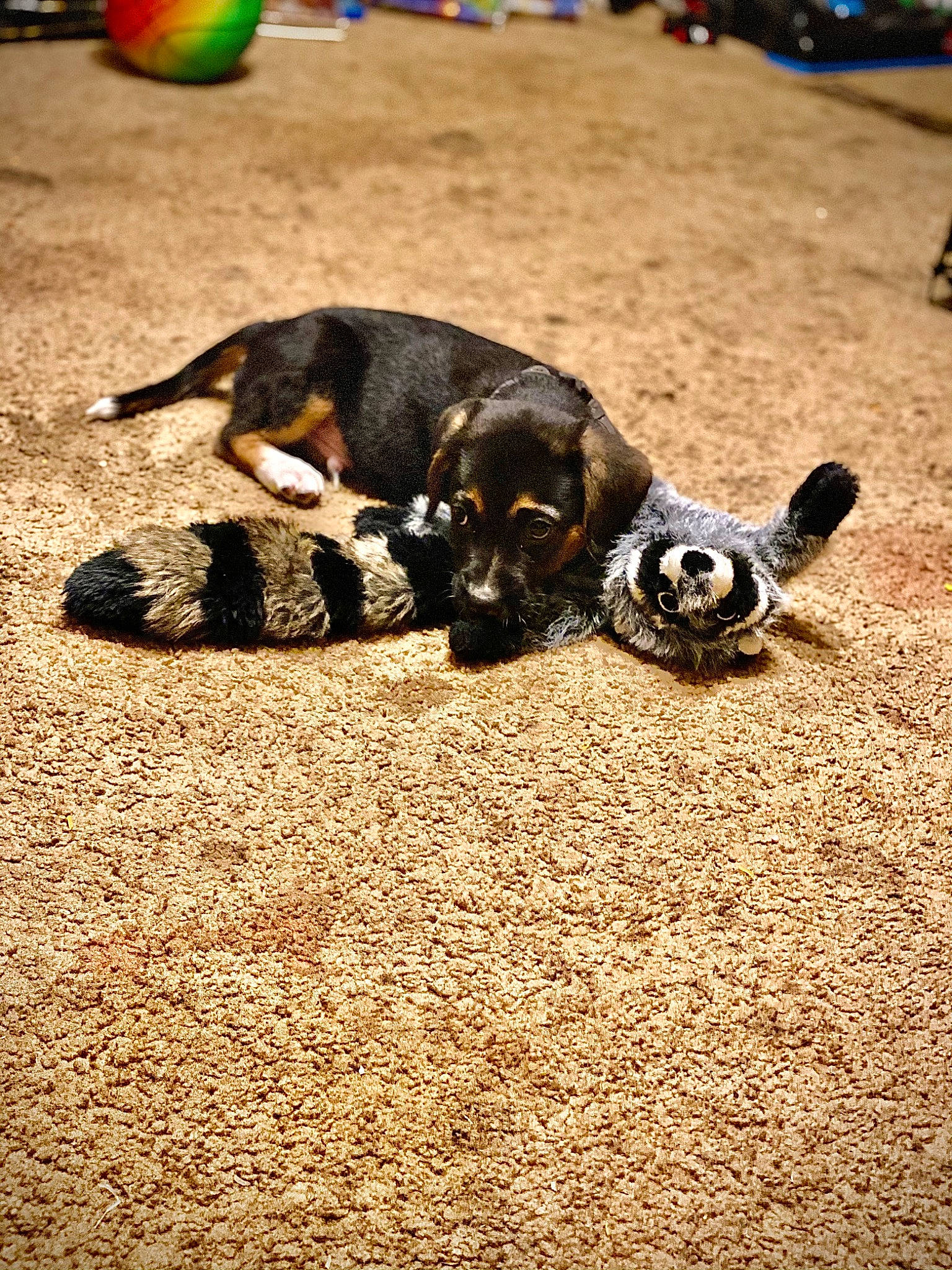 Kato is registered to the contest to win money with this photo: canidae, carnivore, chihuahua, companion_dog, dog, dog_breed, non_sporting_group, paw, pet_supply, puppy, sand, shadow, small_terrier, snout, sporting_group, toy, toy_dog, vertebrate, working_animal, working_dog