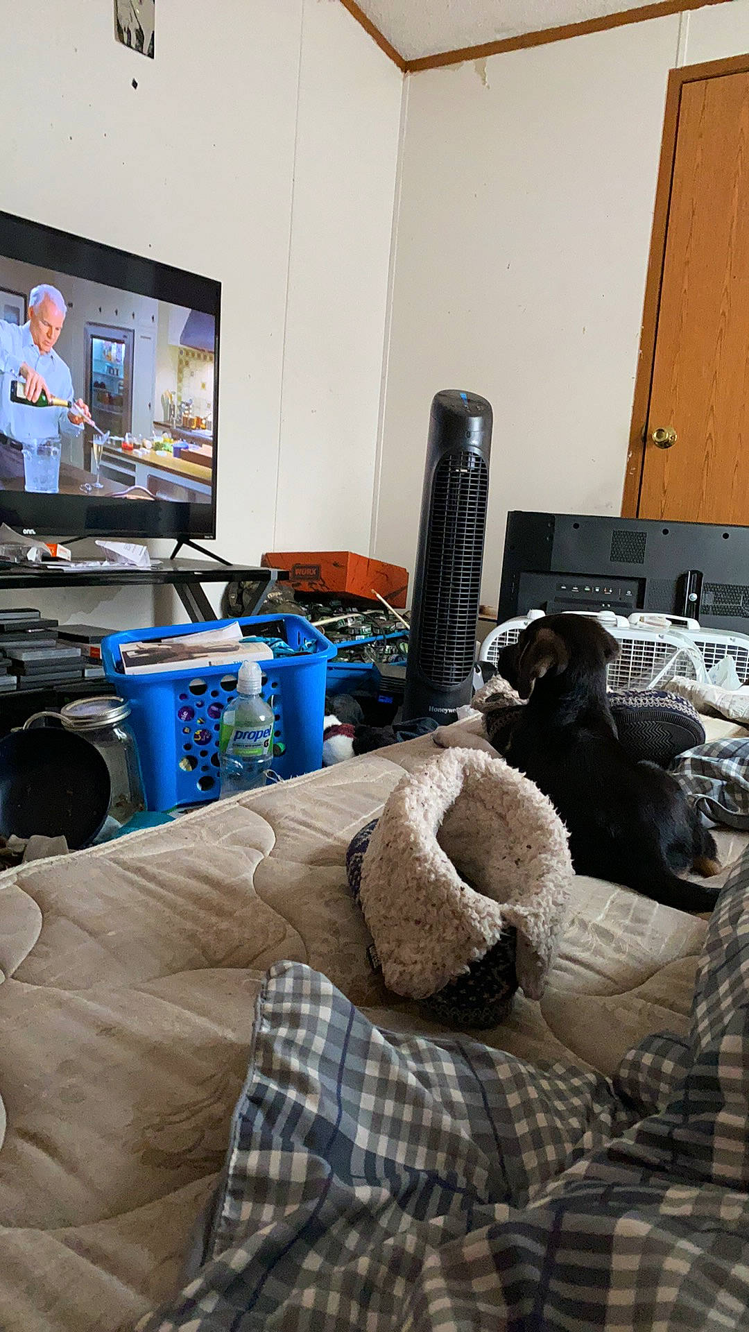 Kato is registered to the contest to win money with this photo: cable_television, display_device, dog_supply, flat_panel_display, grey, home_accessories, home_appliance, lcd_tv, led_backlit_lcd_display, linens, living_room, loudspeaker, multimedia, plaid, room, stuffed_toy, tartan, television, television_accessory, television_set