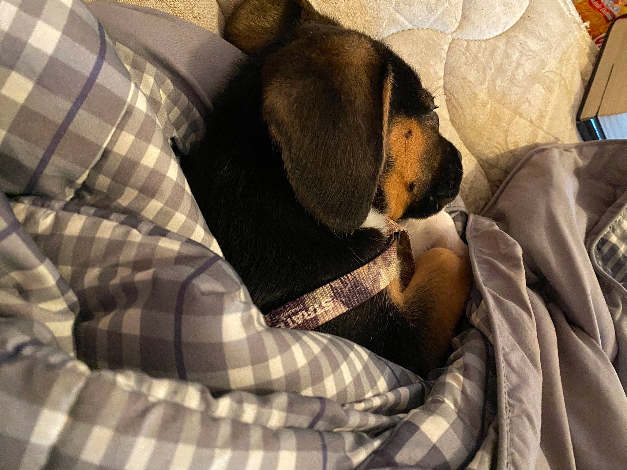 Kato is registered to the contest to win money with this photo: beaglier, bedtime, canidae, carnivore, comfort, companion_dog, dog, dog_breed, dog_supply, dress_shirt, linens, nap, pattern, pet_supply, plaid, sleep, snout, tartan, vertebrate, working_animal