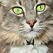 Valentine joined the competition — help win amazing prizes! cat, close_up, green_eyes, fluffy, fur, whiskers, nose, collar, tag, pet, animal, portrait, mammal, feline, indoor, cute, domestic, face, alert, soft