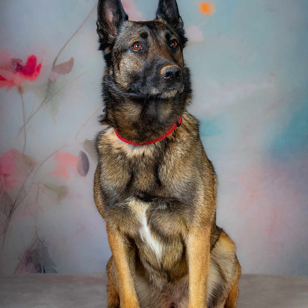 Styx participe au concours pour gagner de l'argent avec cette photo : dog, german_shepherd, pet, animal, portrait, sitting, red_collar, ears_up, alert, brown_fur, black_fur, indoor, studio, floral_background, soft_lighting, close_up, furry, canine, looking_away, animal_portrait
