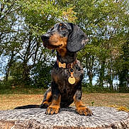 Georges a rejoint le concours — aidez-le/la à gagner de superbes lots ! animal, collar, cute, dachshund, dog, ears, fur, grass, greenery, nature, outdoor, pet, portrait, puppy, sitting, sky, snout, tree_stump, trees, young