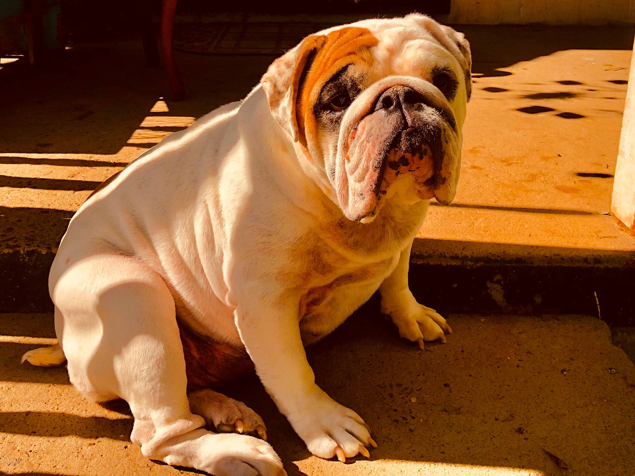 Bella Rose is registered to the contest to win money with this photo: bulldog, canidae, carnivore, comfort, companion_dog, dog, dog_breed, fawn, flooring, hardwood, non_sporting_group, peach, snout, sporting_group, terrestrial_animal, toy_dog, white_english_bulldog, window, wood, wrinkle