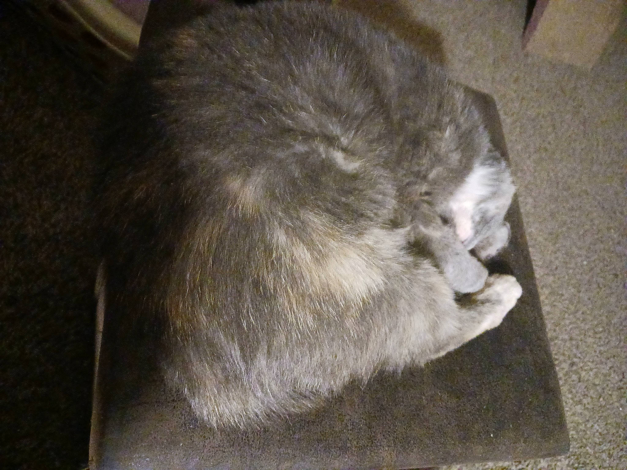 Dot joined the competition — help win amazing prizes! canidae, carnivore, cat, claw, comfort, dog_breed, domestic_short_haired_cat, felidae, flooring, fur, grey, nap, sleep, small_to_medium_sized_cats, snout, sporting_group, tail, terrestrial_animal, whiskers, wood