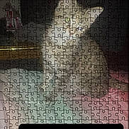 Molly is registered to the contest to win money with this photo: cat, animal, pet, white_cat, sitting, side_profile, puzzle, jigsaw, puzzle_filter, phone_screenshot, website, online_store, pet_store, indoor, furniture, dark_background, pink_surface, portrait, digital_image, navigation_bar