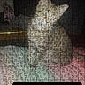 cat, animal, pet, white_cat, sitting, side_profile, puzzle, jigsaw, puzzle_filter, phone_screenshot, website, online_store, pet_store, indoor, furniture, dark_background, pink_surface, portrait, digital_image, navigation_bar