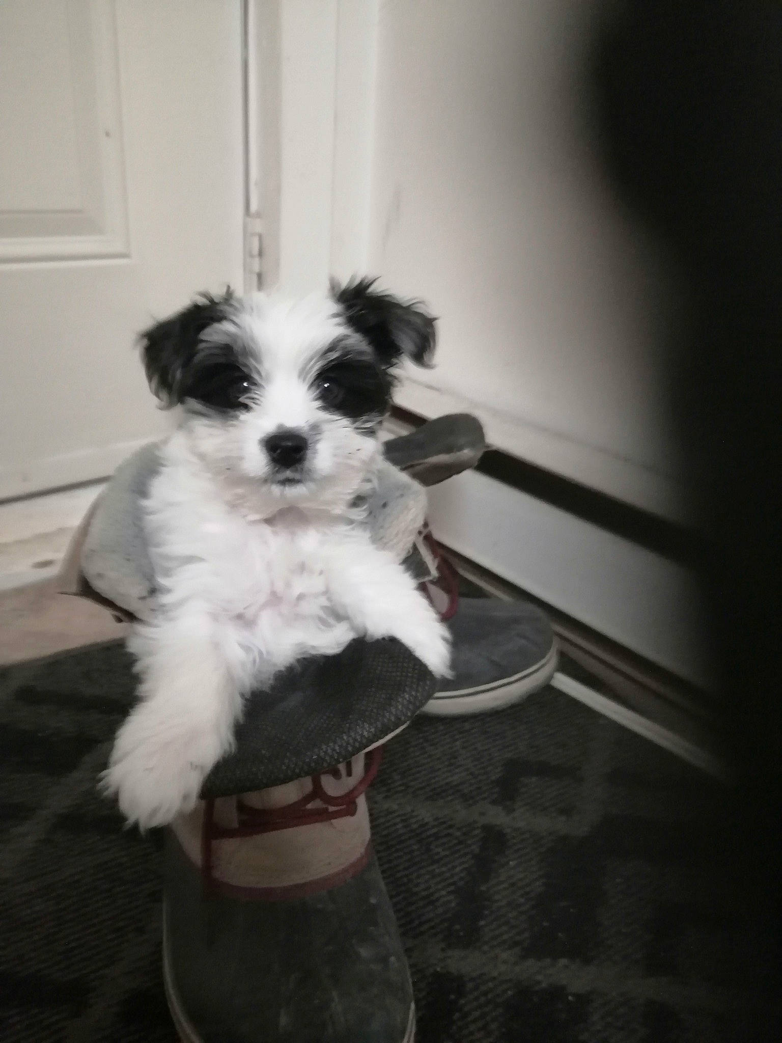 Tigars participe au concours pour gagner de l'argent avec cette photo : canidae, carnivore, chair, companion_dog, dog, dog_breed, dog_supply, door, flooring, fur, maltepoo, non_sporting_group, poodle_crossbreed, small_terrier, tail, terrier, toy_dog, whiskers, working_animal