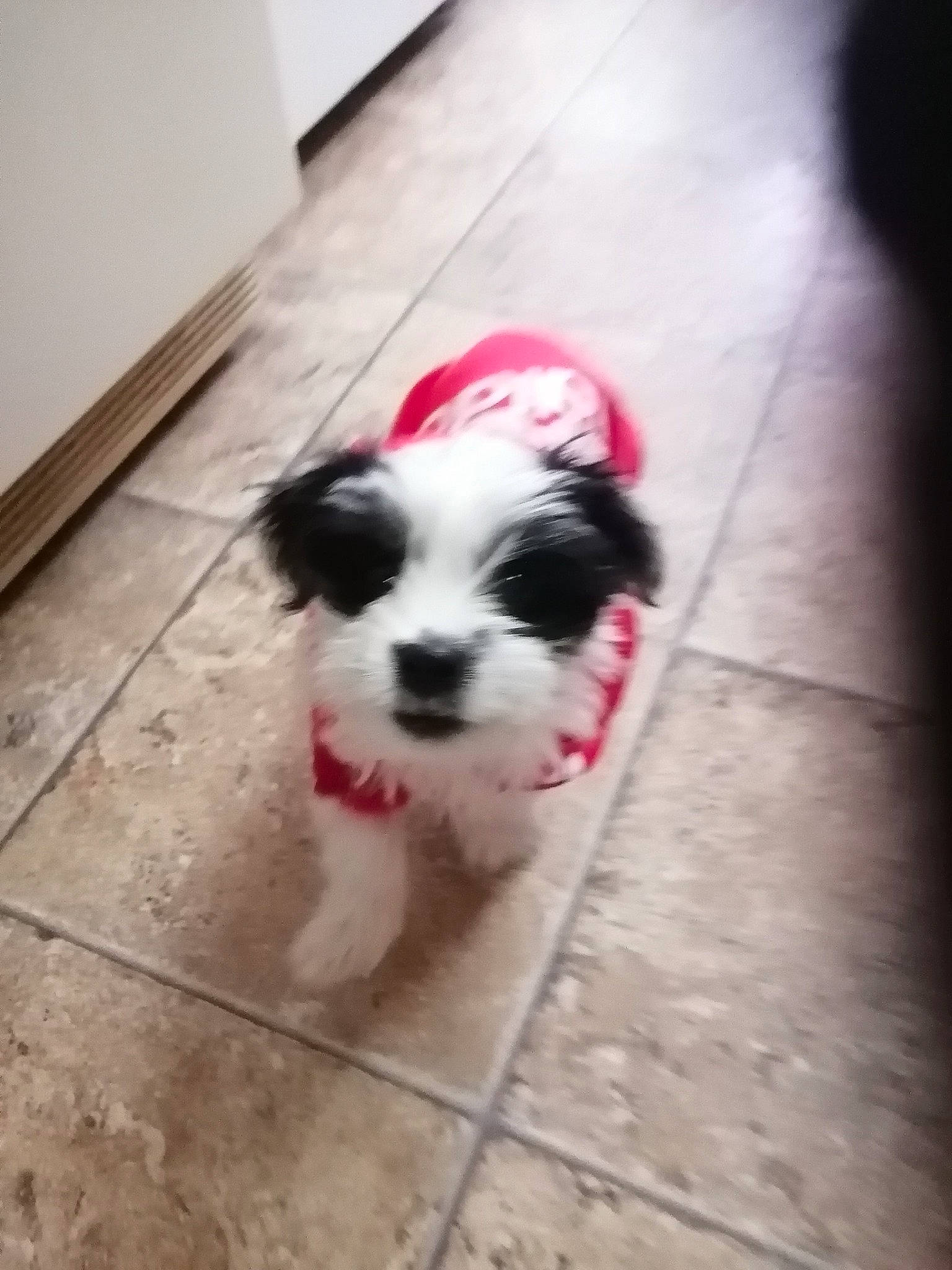 Tigars participe au concours pour gagner de l'argent avec cette photo : carnivore, companion_dog, dog, dog_breed, dog_supply, fawn, floor, flooring, fur, hardwood, liver, shih_poo, small_terrier, tail, terrier, toy_dog, whiskers, wood, working_animal, yorkipoo