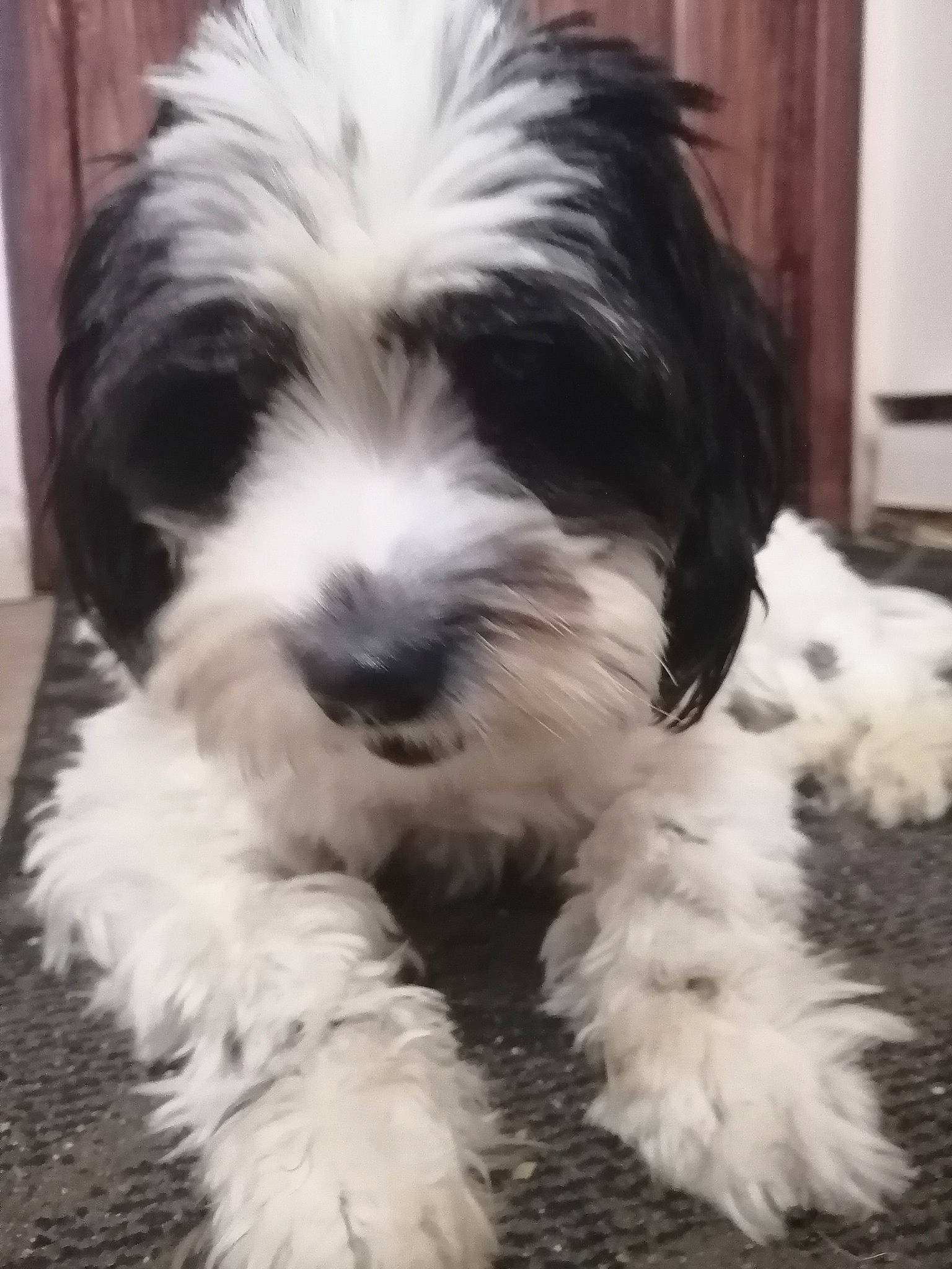 Tigars a rejoint le concours — aidez-le/la à gagner de superbes lots ! canidae, carnivore, companion_dog, dog, dog_breed, door, fur, liver, mal_shi, maltepoo, non_sporting_group, shih_poo, small_terrier, snout, sporting_group, terrier, toy_dog, water_dog, working_animal