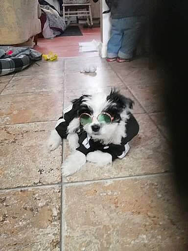 Ti Gars a rejoint le concours — aidez-le/la à gagner de superbes lots ! art, carnivore, companion_dog, dog, dog_breed, dog_supply, fawn, floor, flooring, fur, hardwood, non_sporting_group, road_surface, sidewalk, spaniel, tail, toy_dog, wood, wood_flooring, working_animal