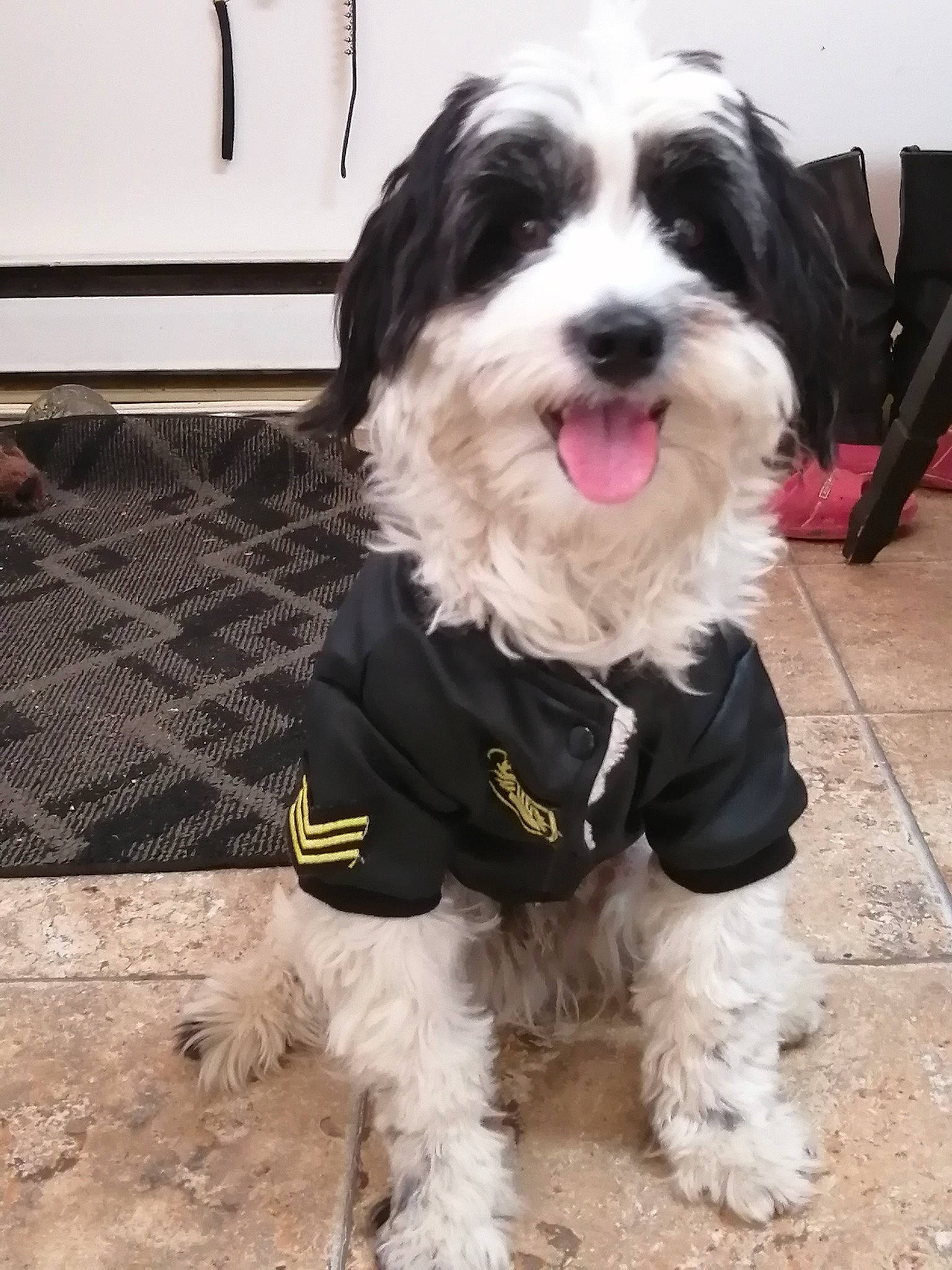 Ti Gars participe au concours pour gagner de l'argent avec cette photo : canidae, carnivore, companion_dog, dog, dog_breed, dog_collar, dog_supply, event, fur, maltepoo, non_sporting_group, small_terrier, snout, sporting_group, terrier, toy_dog