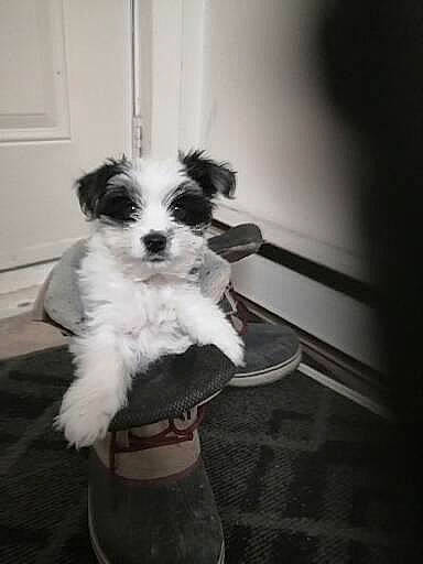 Ti Gars a rejoint le concours — aidez-le/la à gagner de superbes lots ! canidae, carnivore, chair, companion_dog, dog, dog_breed, dog_supply, door, flooring, fur, mammal, pet_supply, poodle_crossbreed, small_terrier, snout, sporting_group, tail, terrier, toy_dog, working_animal