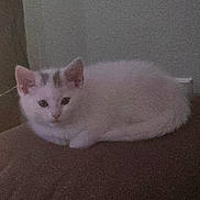 Bella is registered to the contest to win money with this photo: adorable, animal, cat, cozy, cute, ears, eyes, feline, fur, indoor, kitten, lying_down, pet, quiet, quiet_moment, resting, small, soft_lighting, white_cat, young_cat