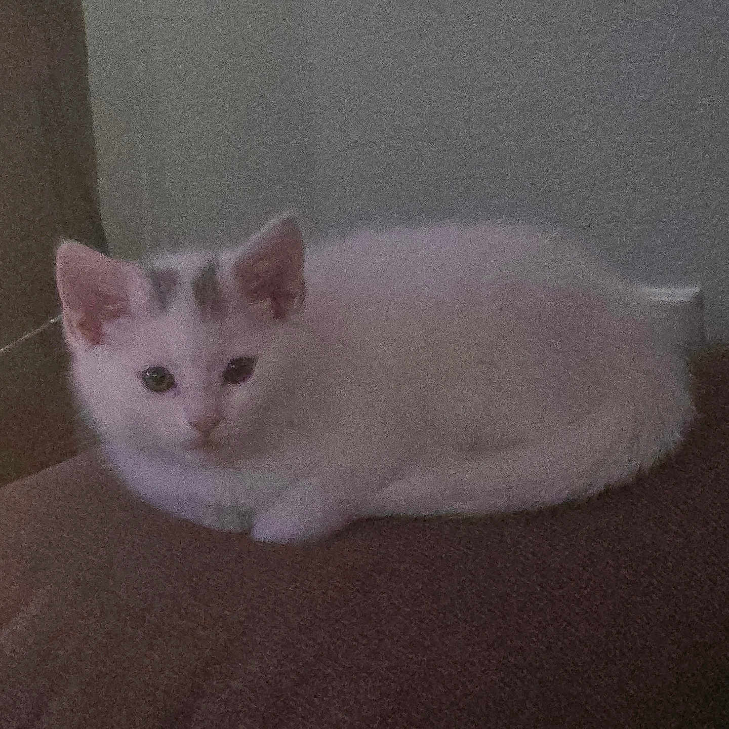 Bella is registered to the contest to win money with this photo: adorable, animal, cat, cozy, cute, ears, eyes, feline, fur, indoor, kitten, lying_down, pet, quiet, quiet_moment, resting, small, soft_lighting, white_cat, young_cat