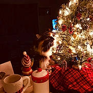 Francesca is registered to the contest to win money with this photo: cat, celebration, christmas, christmas_tree, cozy, curious_cat, decorations, festive, figurine, furry_pet, holiday, indoor, lights, mug, night, ornaments, red_plaid, table, tree_skirt, warm_lighting