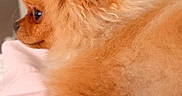 Simba is registered to the contest to win money with this photo: dog, pomeranian, fluffy, orange, pet, animal, fur, curly_fur, lying_down, side_view, cute, domestic_animal, companion, indoor, soft_surface, close_up, profile, small_dog, cute_pet, relaxed