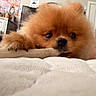 Simba is registered to the contest to win money with this photo: dog, puppy, pomeranian, fluffy, orange, bone, chewing, pet, indoor, bed, blanket, cute, animal, closeup, fur, paw, nose, lying_down, cozy, soft