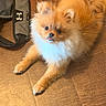 Simba is registered to the contest to win money with this photo: dog, pomernian, pet, fluffy, wooden_floor, indoor, tongue_out, cute, playful, animal, small_dog, fur, face, ears, paws, bag_strap, brown, orange, white, domestic_animal