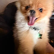 Simba is registered to the contest to win money with this photo: dog, pomeranian, fluffy, tongue, close_up, excited, pet, animal, indoor, happy, fur, collar, cute, small_dog, blurred, mouth_open, playful, face, companion, domestic_animal