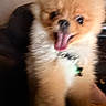 dog, pomeranian, fluffy, tongue, close_up, excited, pet, animal, indoor, happy, fur, collar, cute, small_dog, blurred, mouth_open, playful, face, companion, domestic_animal