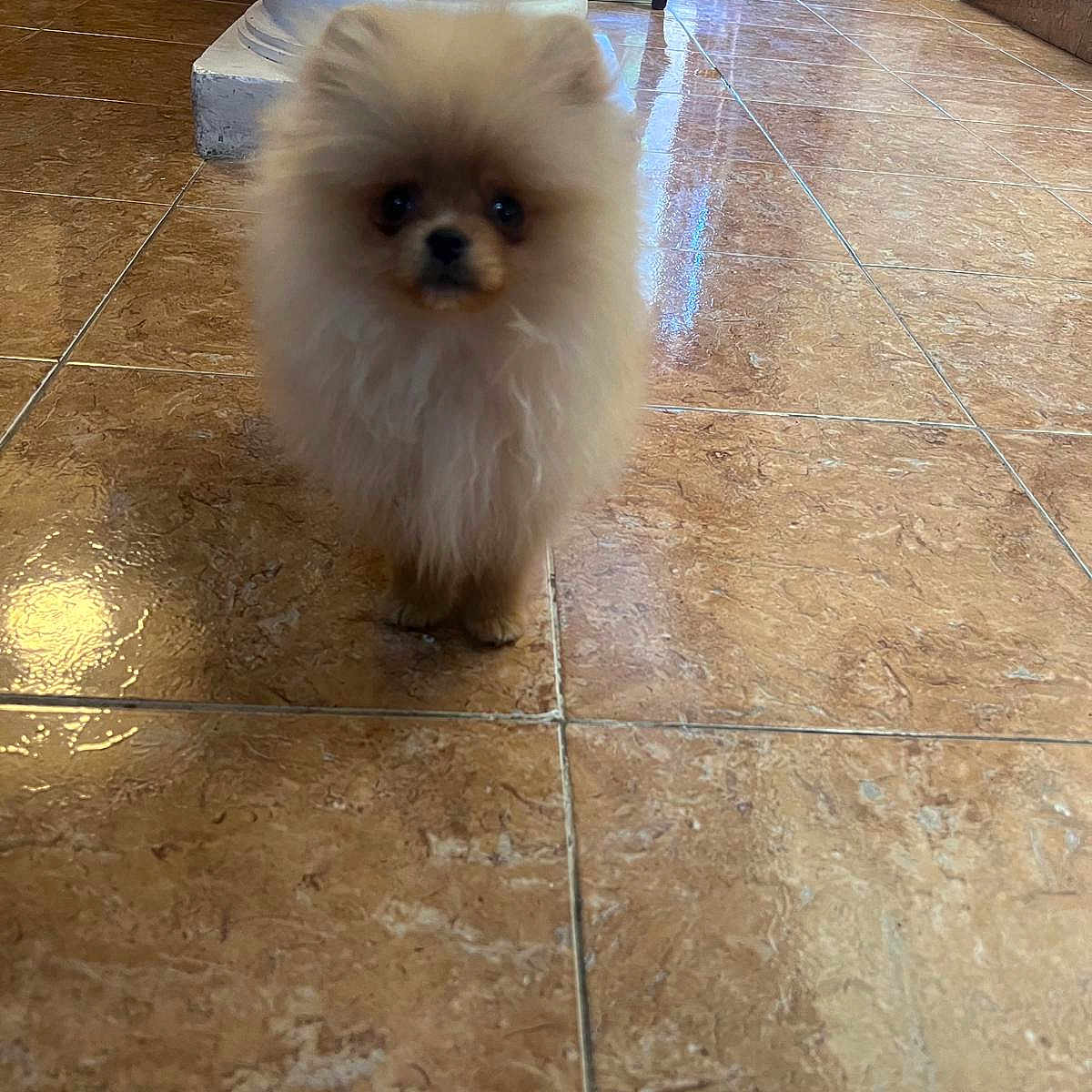 Simba
