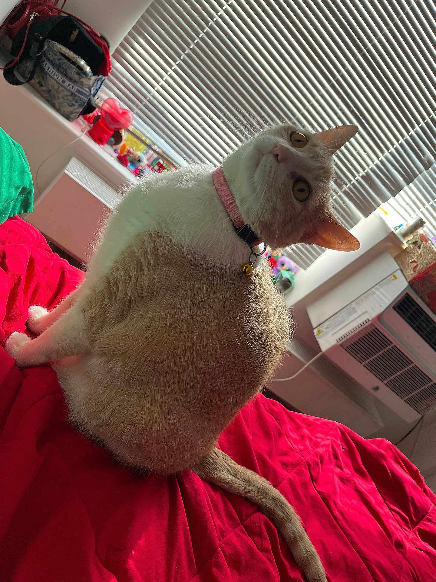 Princess joined the competition — help win amazing prizes! cat, feline, pet, orange_and_white, collar, bell, bed, blanket, tail, fur, indoor, bedroom, window, blinds, air_conditioner, toy, looking_back, portrait, cozy, domestic