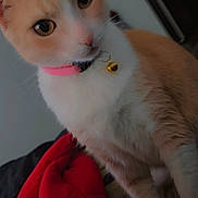 Princess joined the competition — help win amazing prizes! cat, feline, pet, pink_collar, gold_bell, cream_fur, white_fur, close_up, portrait, big_eyes, whiskers, paws, indoor, bed, blanket, red_blanket, curious, tilted, domestic_cat, photography