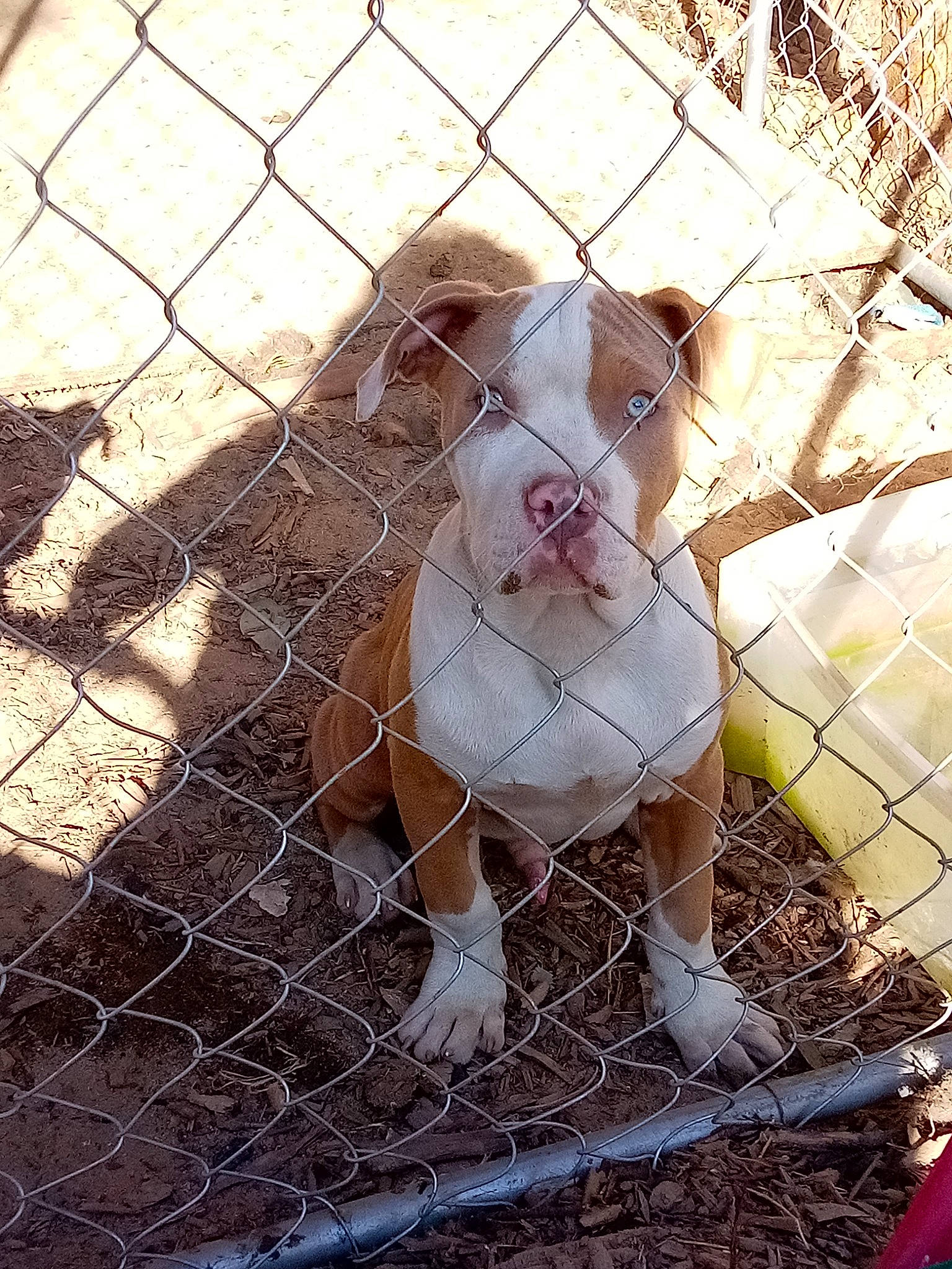 Gordo joined the competition — help win amazing prizes! animal_shelter, cage, canidae, chain_link_fencing, dog_breed, fawn, fence, fur, goats, livestock, mesh, net, pet_supply, rabbit, service, snout, terrestrial_animal, whiskers, wildlife, wire_fencing